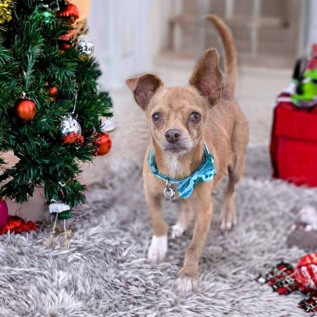 Enlarge Pedro Pascal, a Adoptable Chihuahua in Katy, TX image 4/4