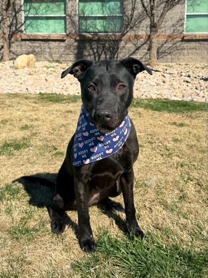 Venus (92704), ADOPTABLE, Senior Female Black Labrador Retriever.
