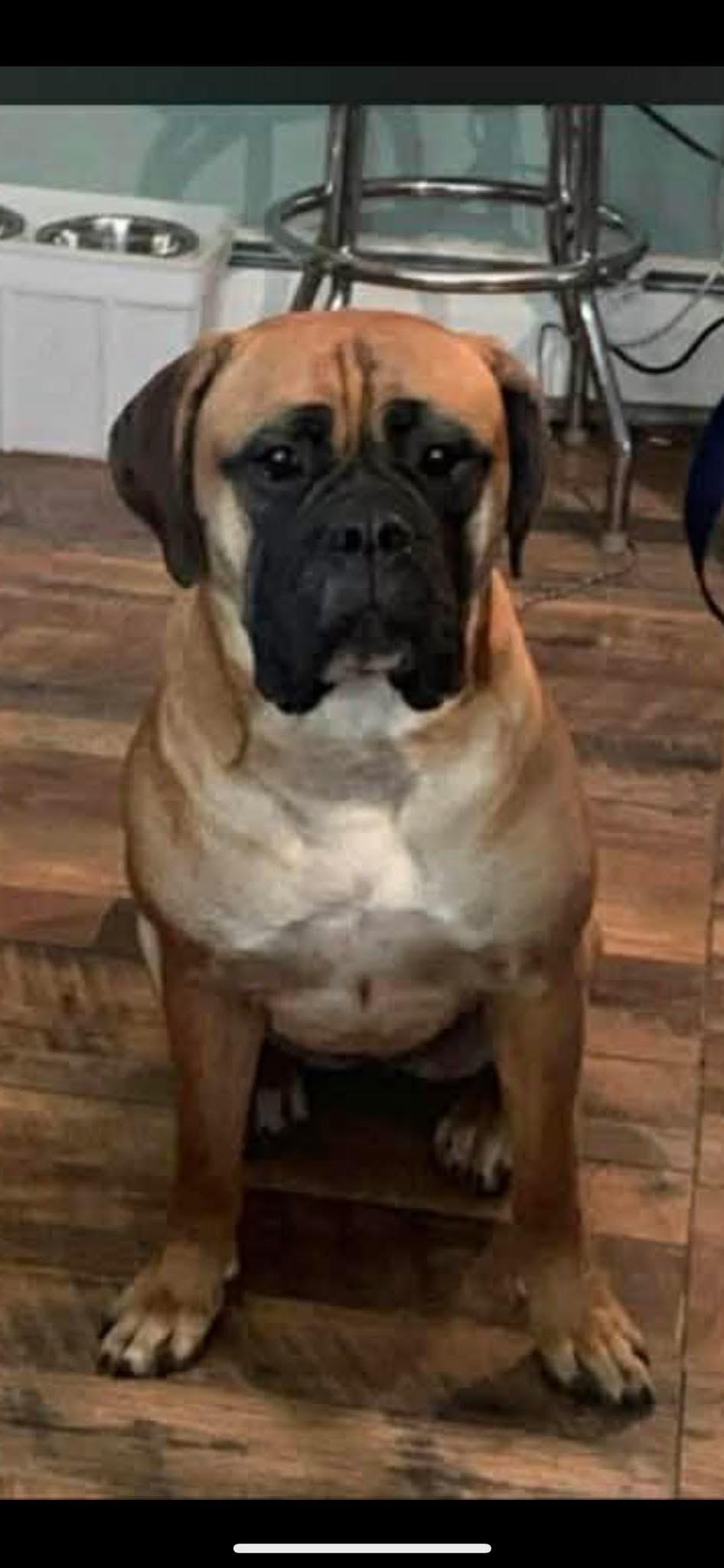 Daisy, ADOPTABLE, Adult Female Bullmastiff.
