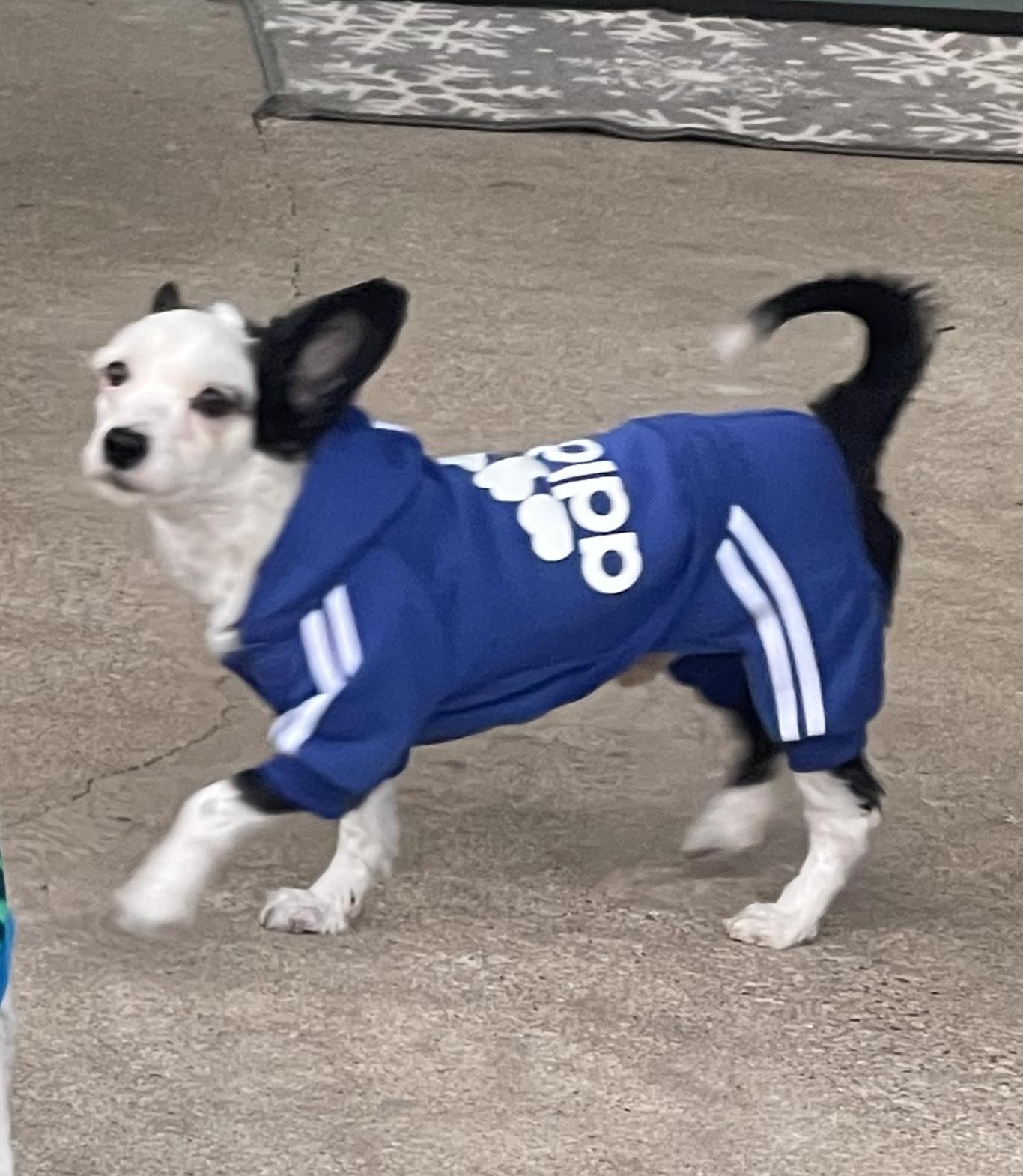 Enlarge Aristotle, a hold Chinese Crested Dog in Houston, TX image 1/5