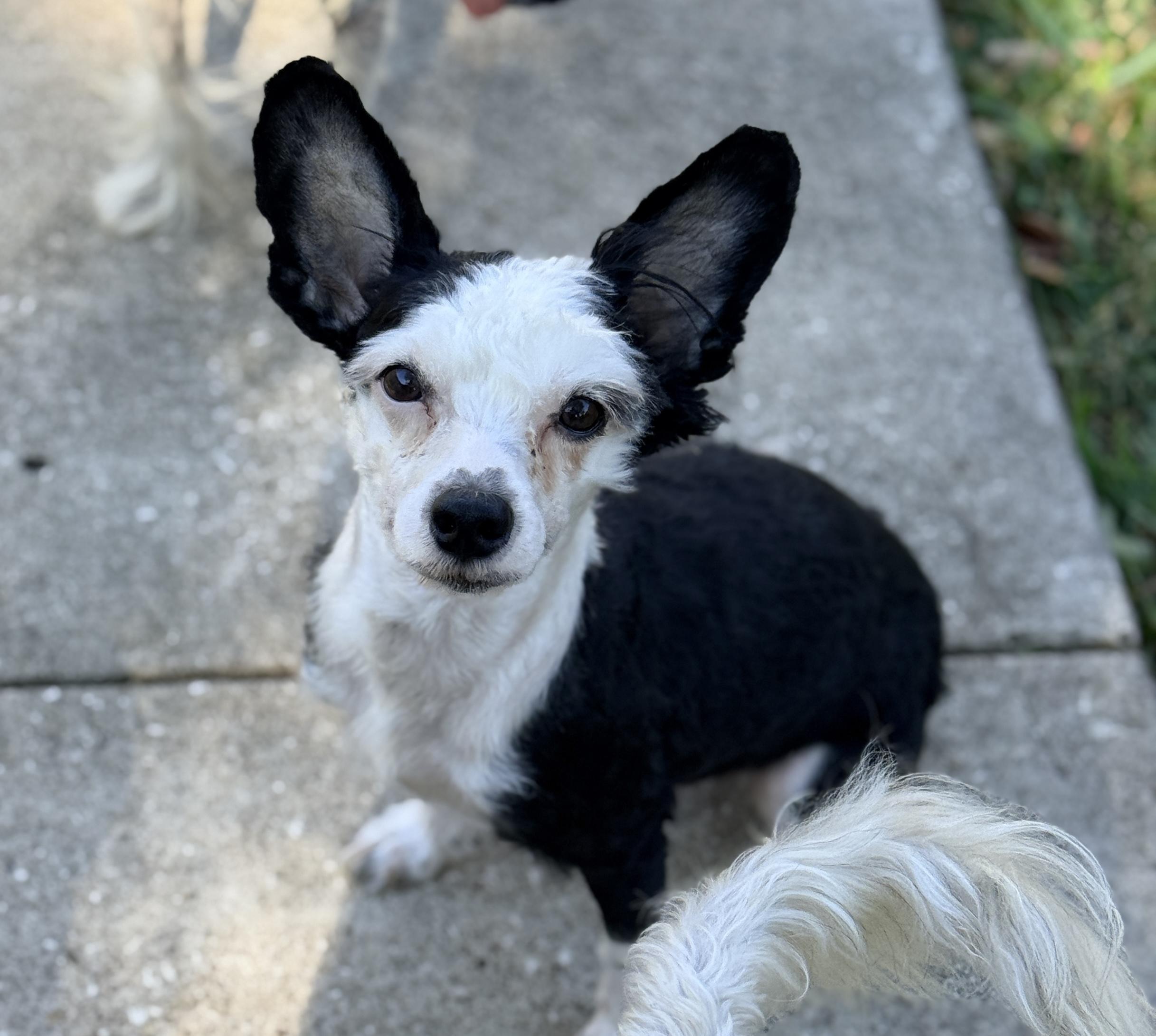 Enlarge Aristotle, a hold Chinese Crested Dog in Houston, TX image 2/5