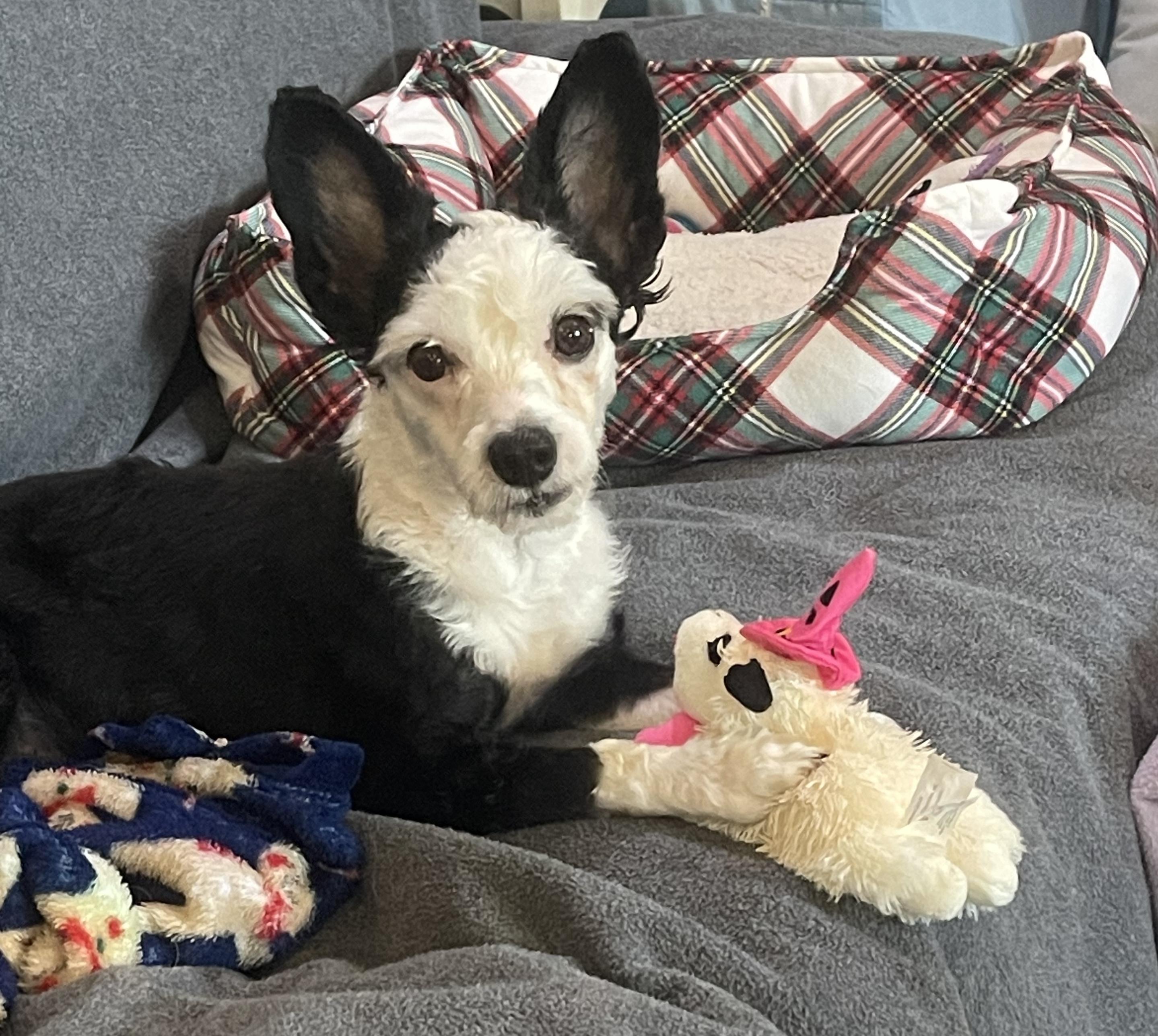 Enlarge Aristotle, a hold Chinese Crested Dog in Houston, TX image 4/5