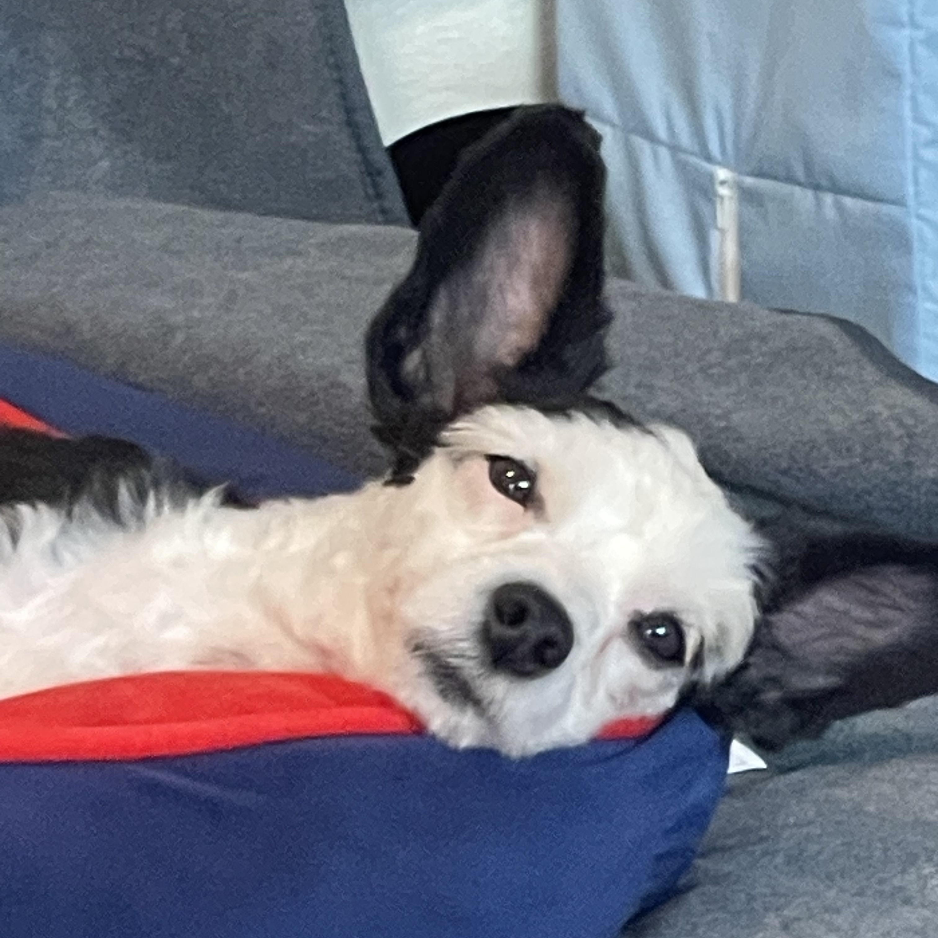 Enlarge Aristotle, a hold Chinese Crested Dog in Houston, TX image 5/5