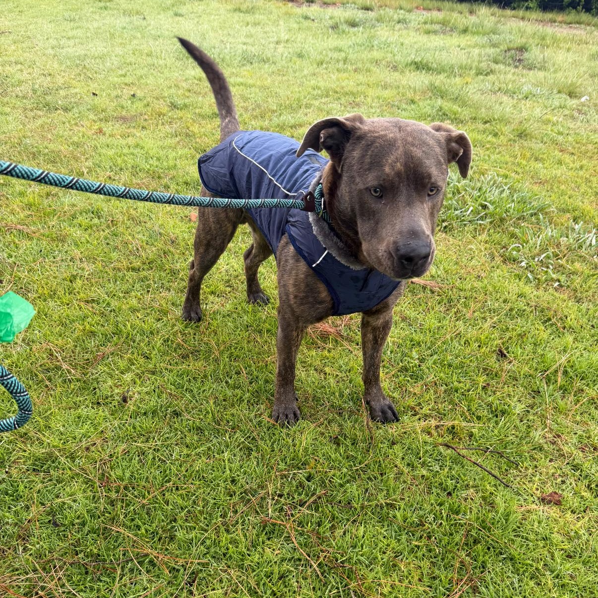 Enlarge Wally, a Adoptable mixed breed in Tarzana, CA image 5/6
