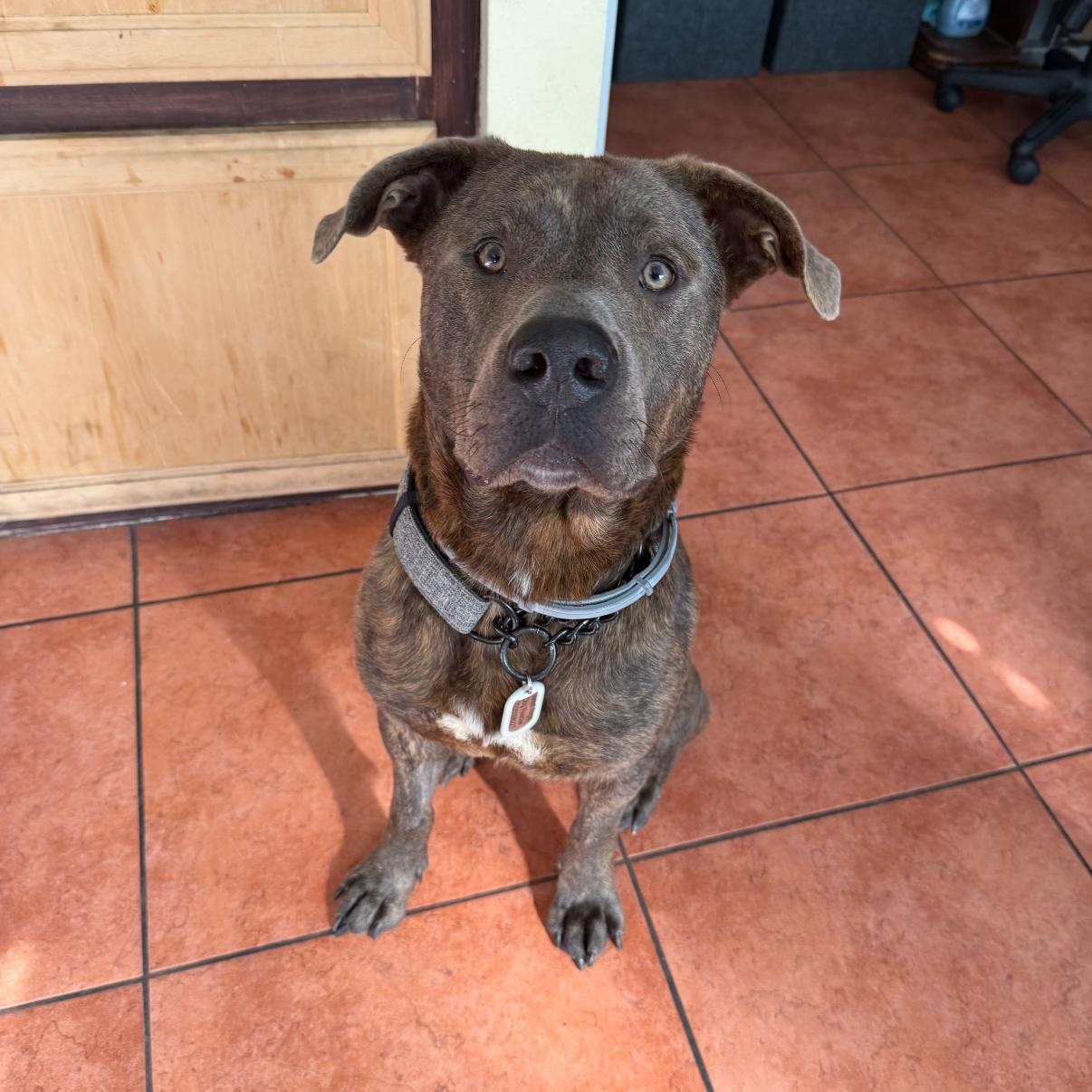 Enlarge Wally, a Adoptable mixed breed in Tarzana, CA image 6/6