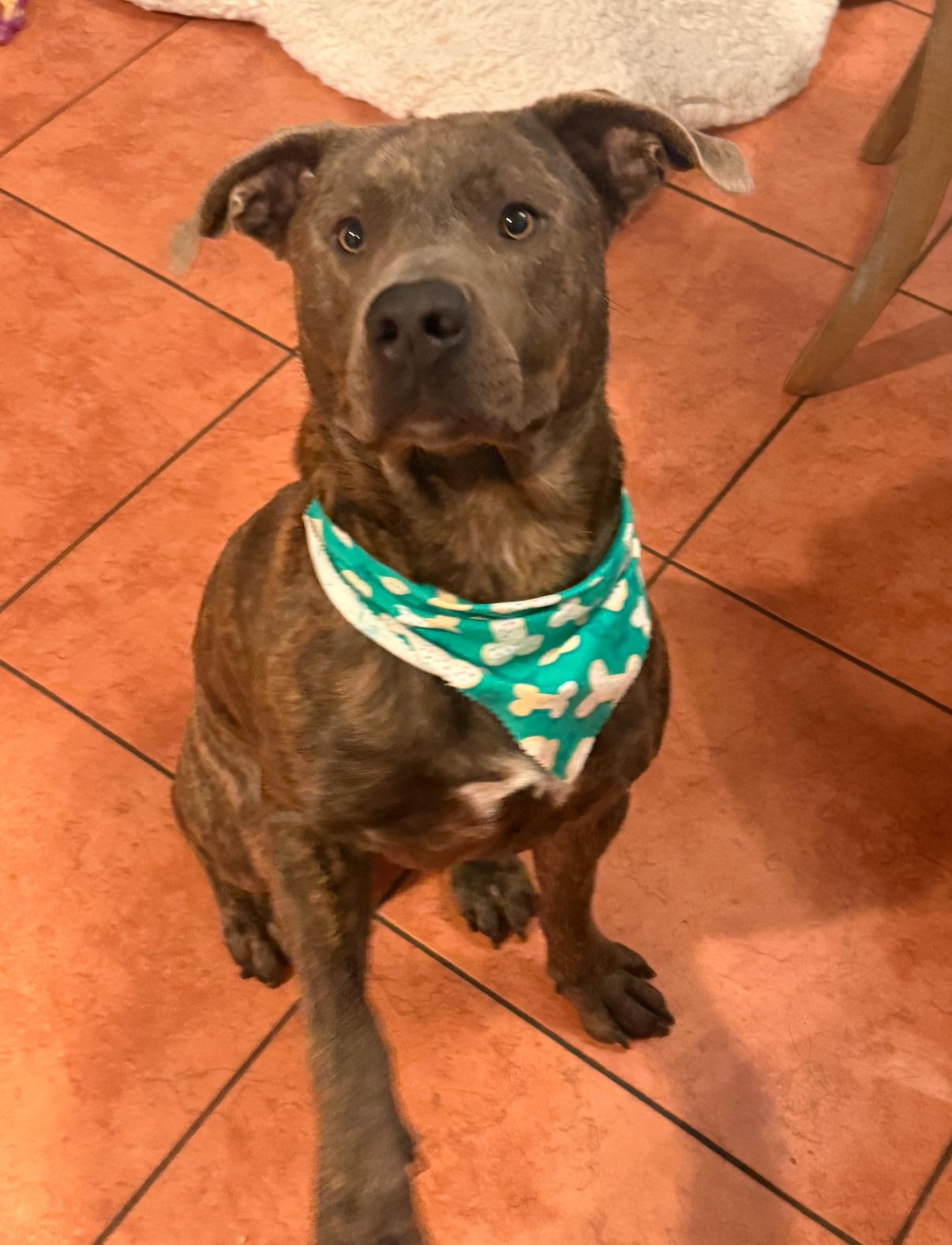 Enlarge Wally, a Adoptable mixed breed in Tarzana, CA image 2/6