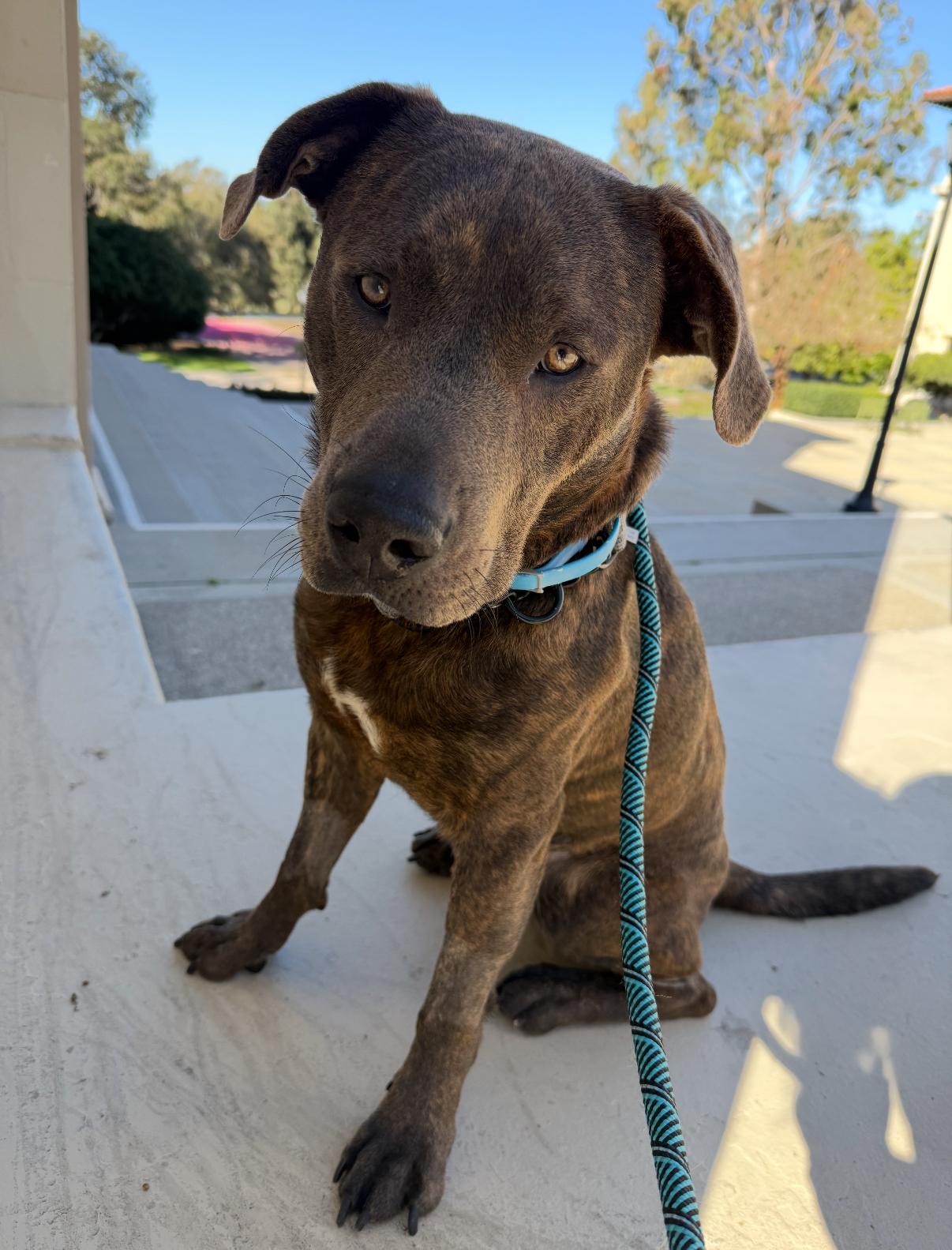 Wally, Adoptable, Young Male Pit Bull Terrier.