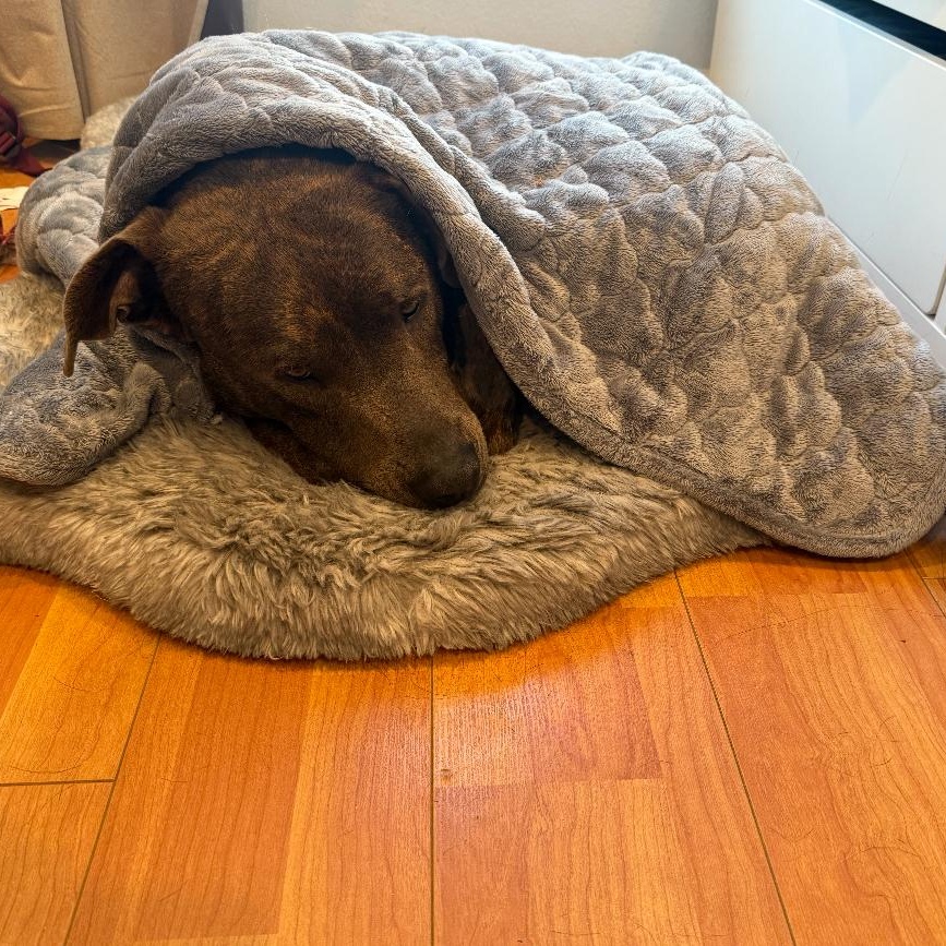 Enlarge Wally, a Adoptable mixed breed in Tarzana, CA image 3/6