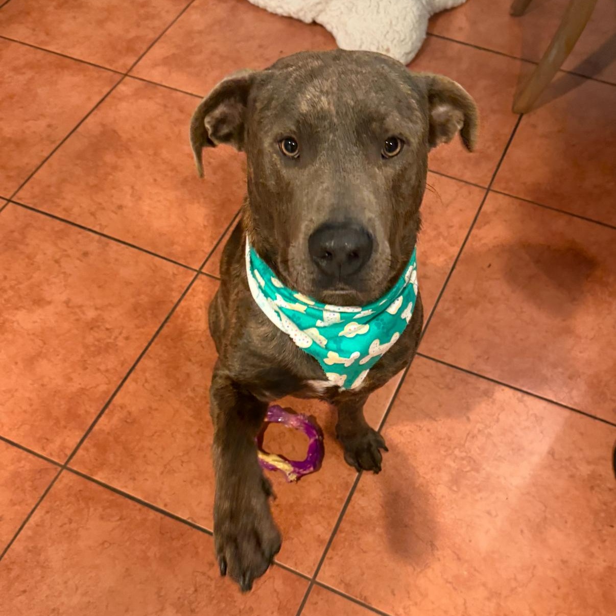 Enlarge Wally, a Adoptable mixed breed in Tarzana, CA image 4/6