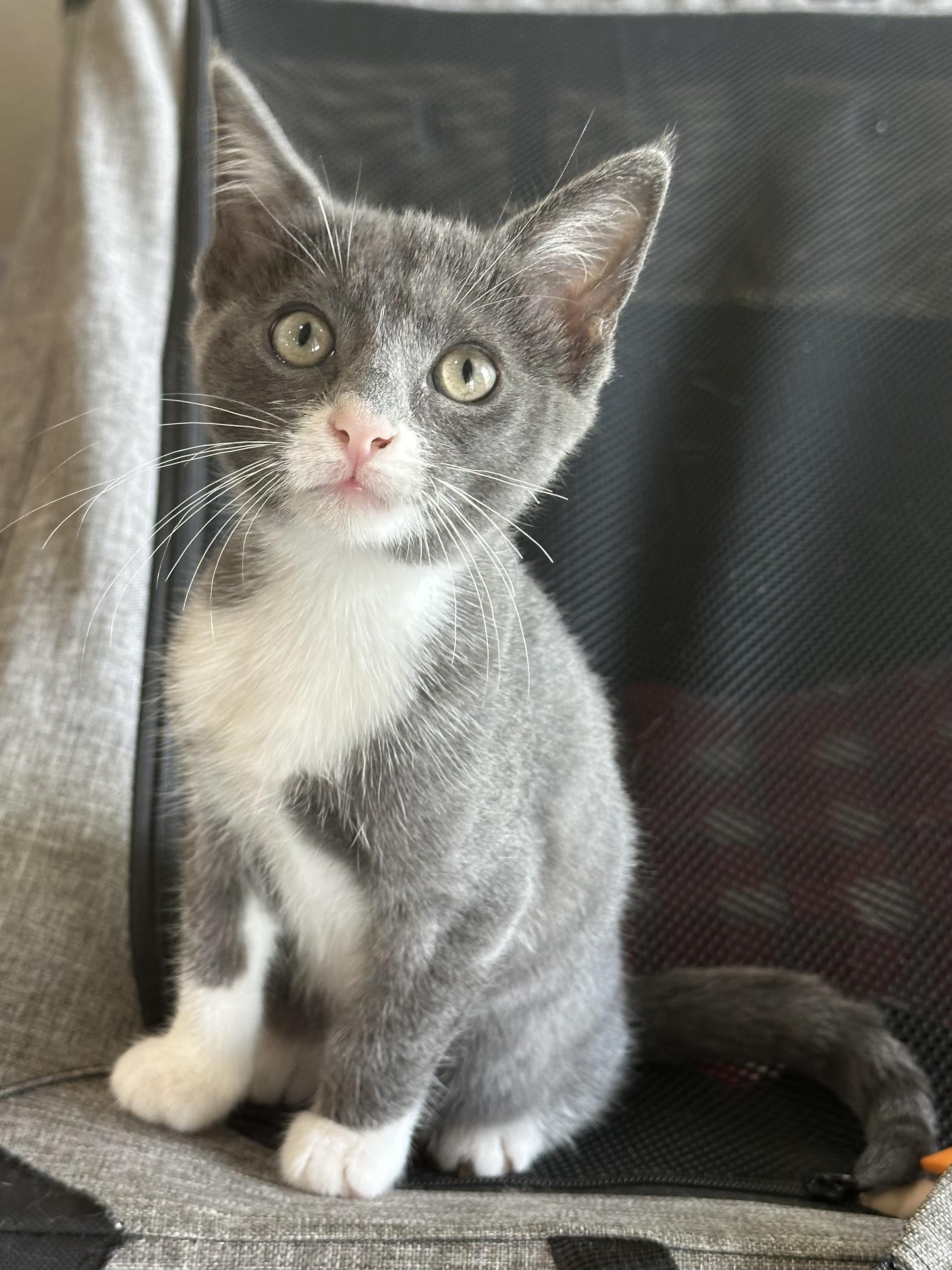 Maus - North Conroe Petsmart, an adopted Domestic Short Hair in Conroe, TX image 1/5