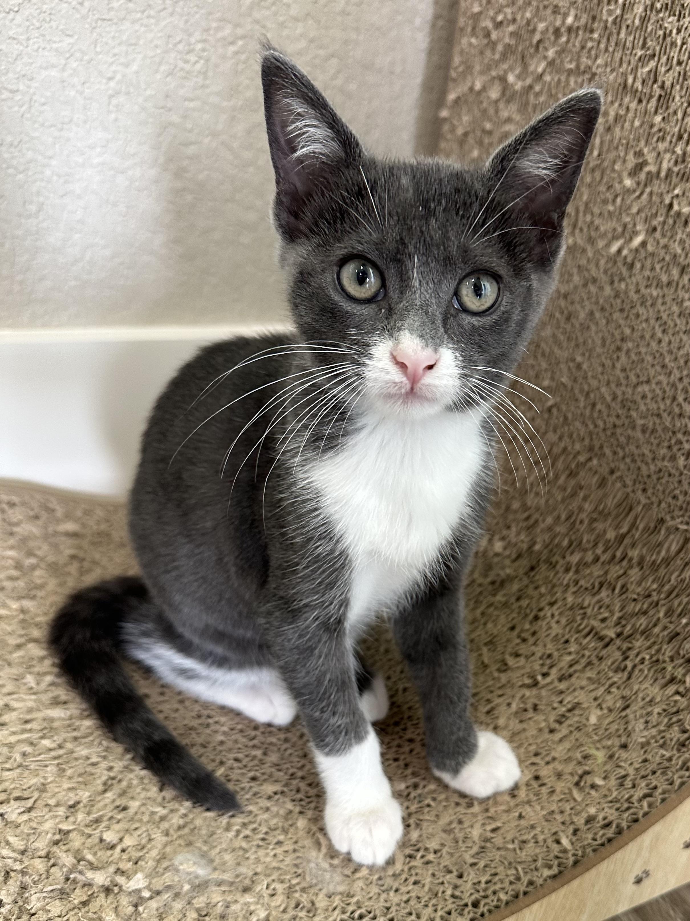 Maus - North Conroe Petsmart, an adopted Domestic Short Hair in Conroe, TX image 3/5