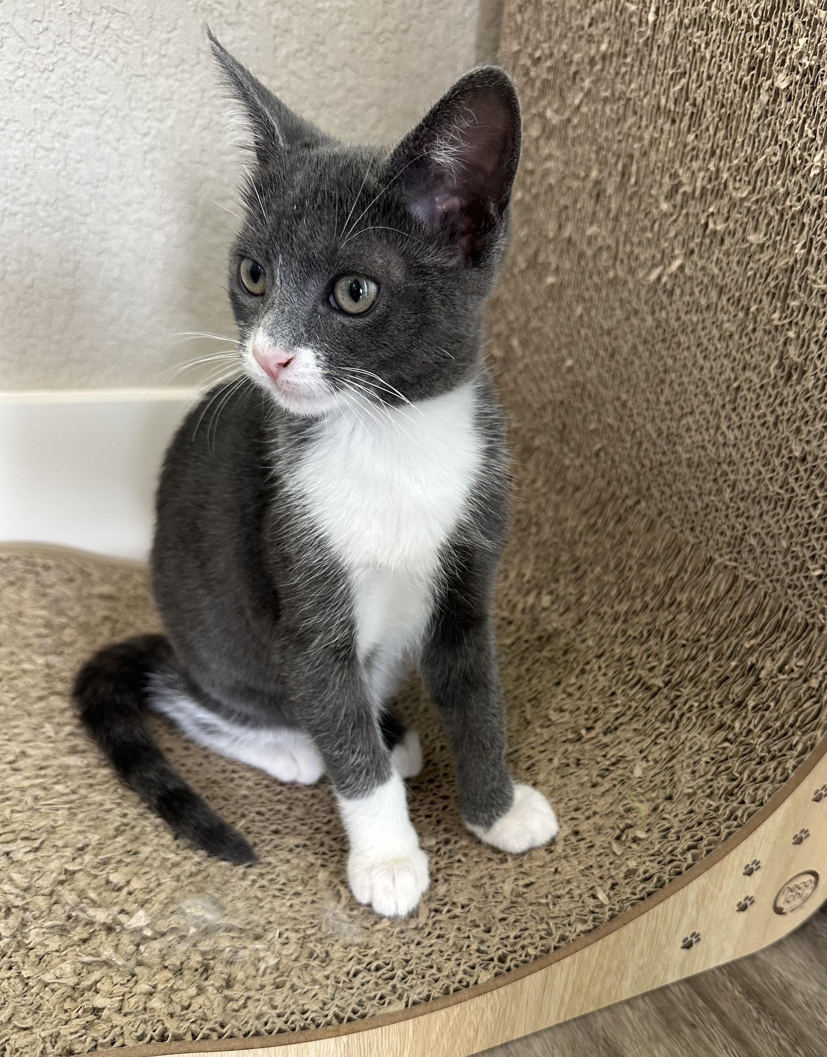 Maus - North Conroe Petsmart, an adopted Domestic Short Hair in Conroe, TX image 5/5