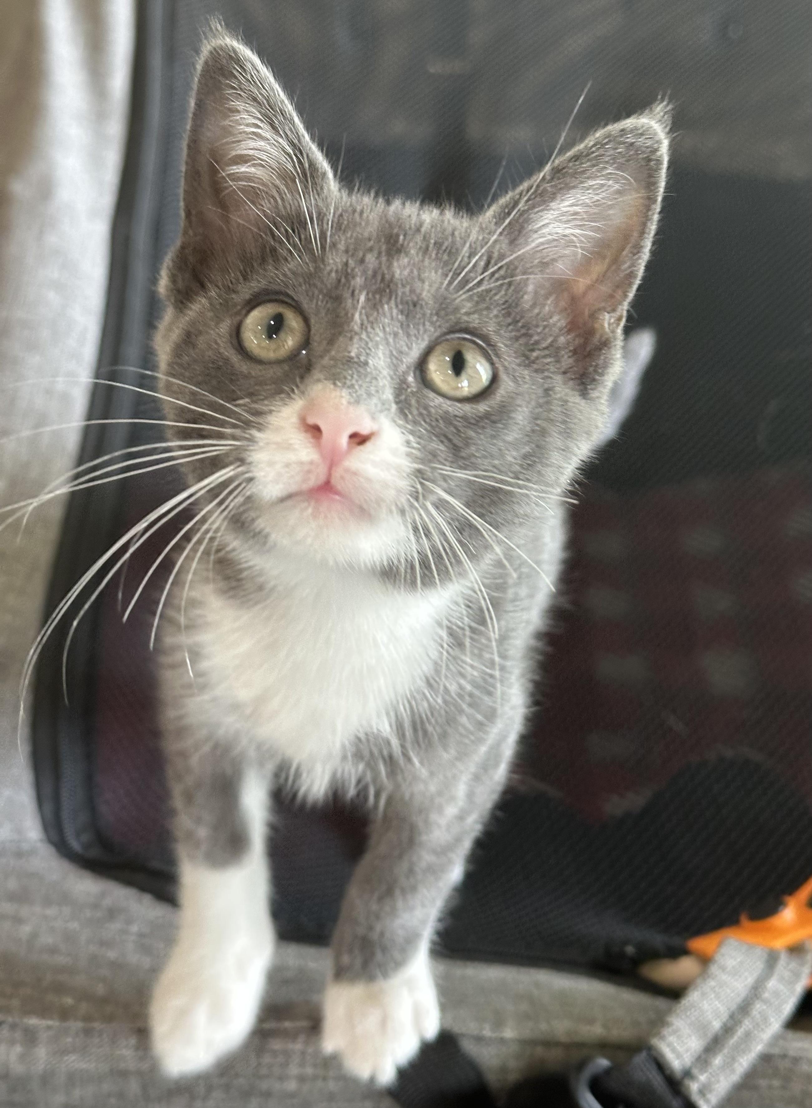 Maus - North Conroe Petsmart, an adopted Domestic Short Hair in Conroe, TX image 4/5