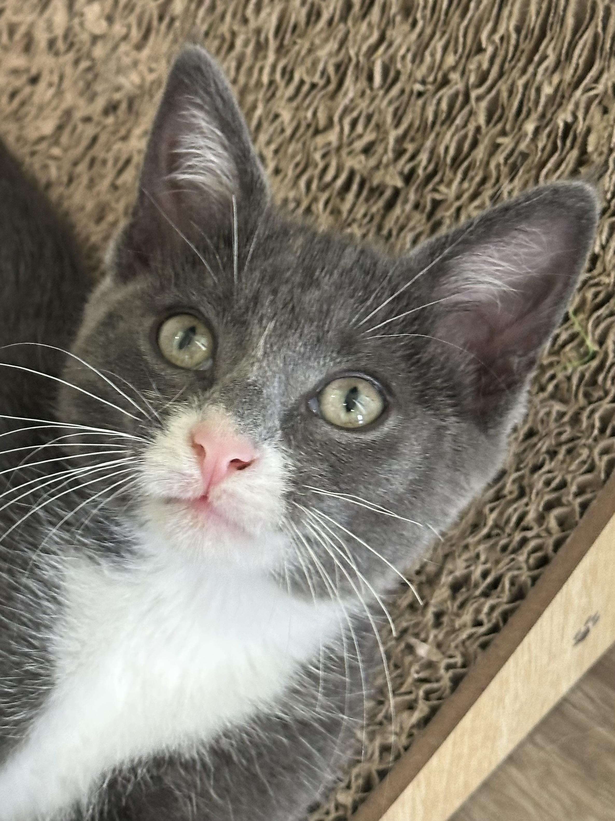 Maus - North Conroe Petsmart, an adopted Domestic Short Hair in Conroe, TX image 2/5