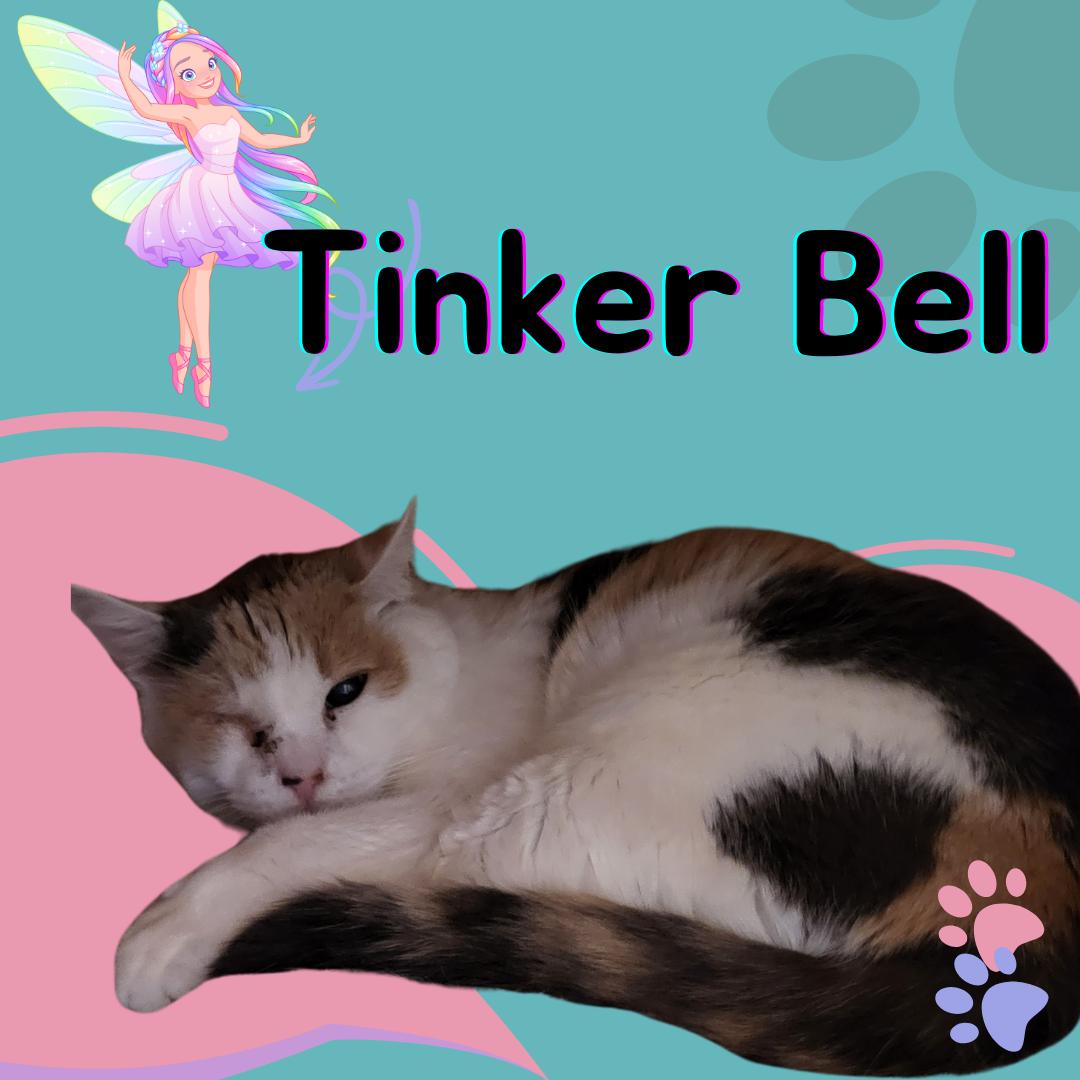 Tinker Bell, Adoptable, Senior Female Domestic Short Hair.