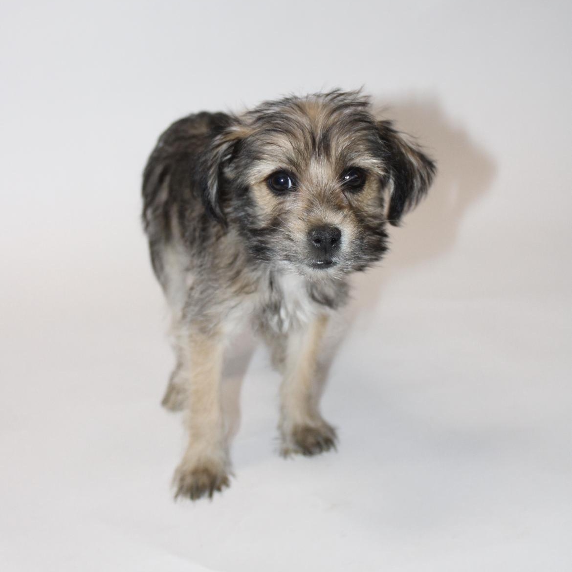 Enlarge Elmer, an adopted mixed breed in Saratoga Springs, NY image 1/2