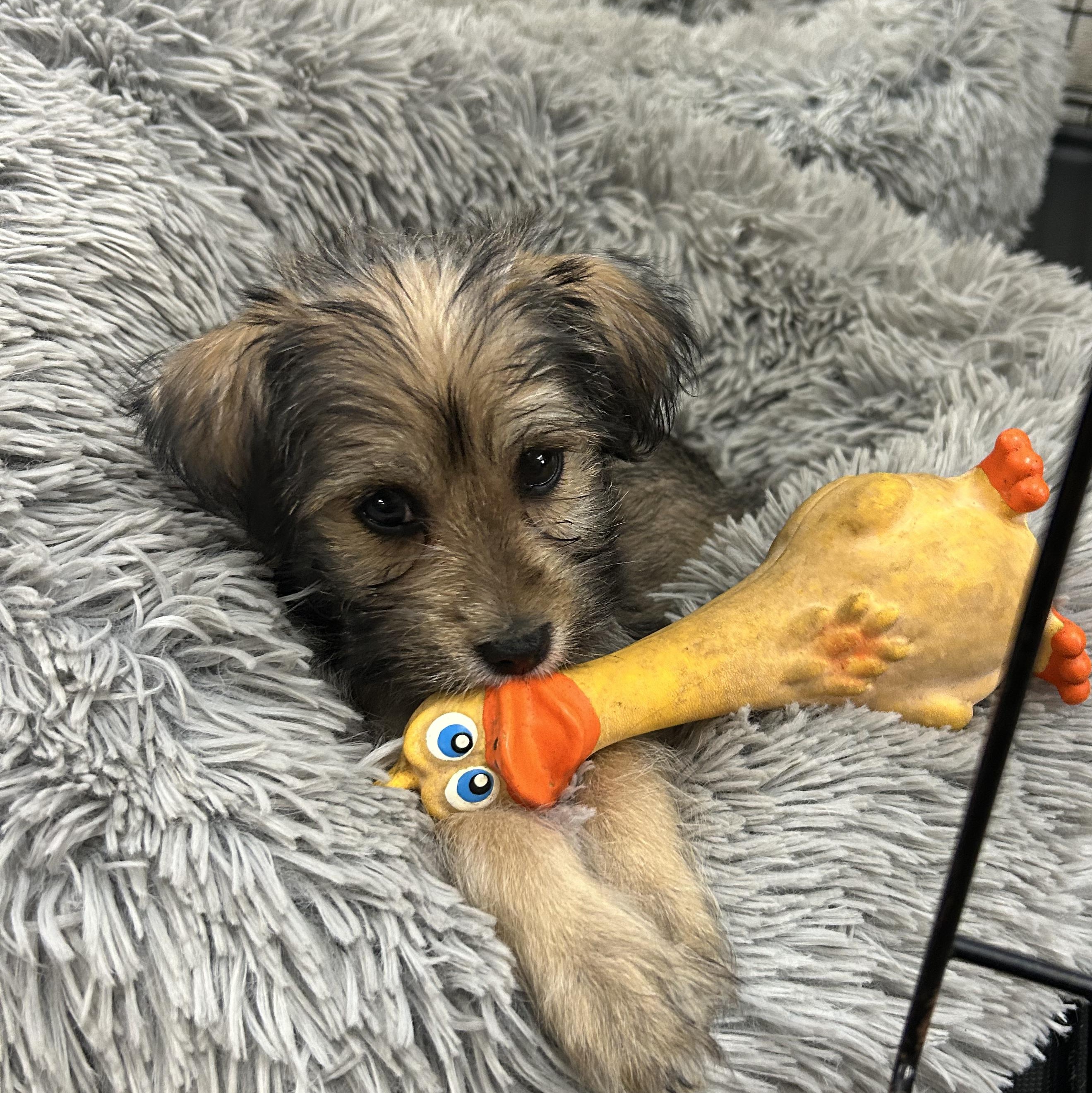 Enlarge Elmer, an adopted mixed breed in Saratoga Springs, NY image 2/2