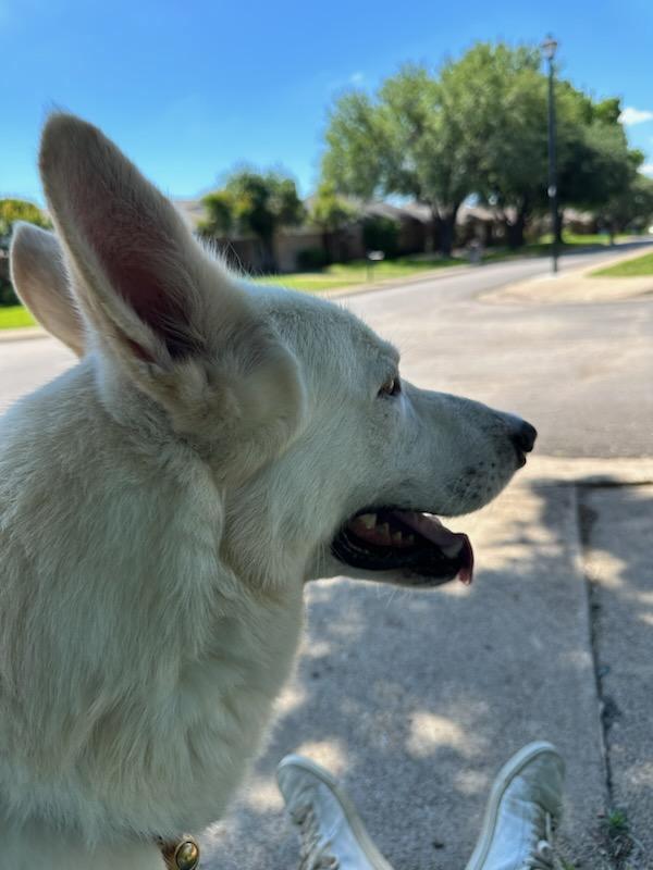 Rainier, Adult Male German Shepherd Dog