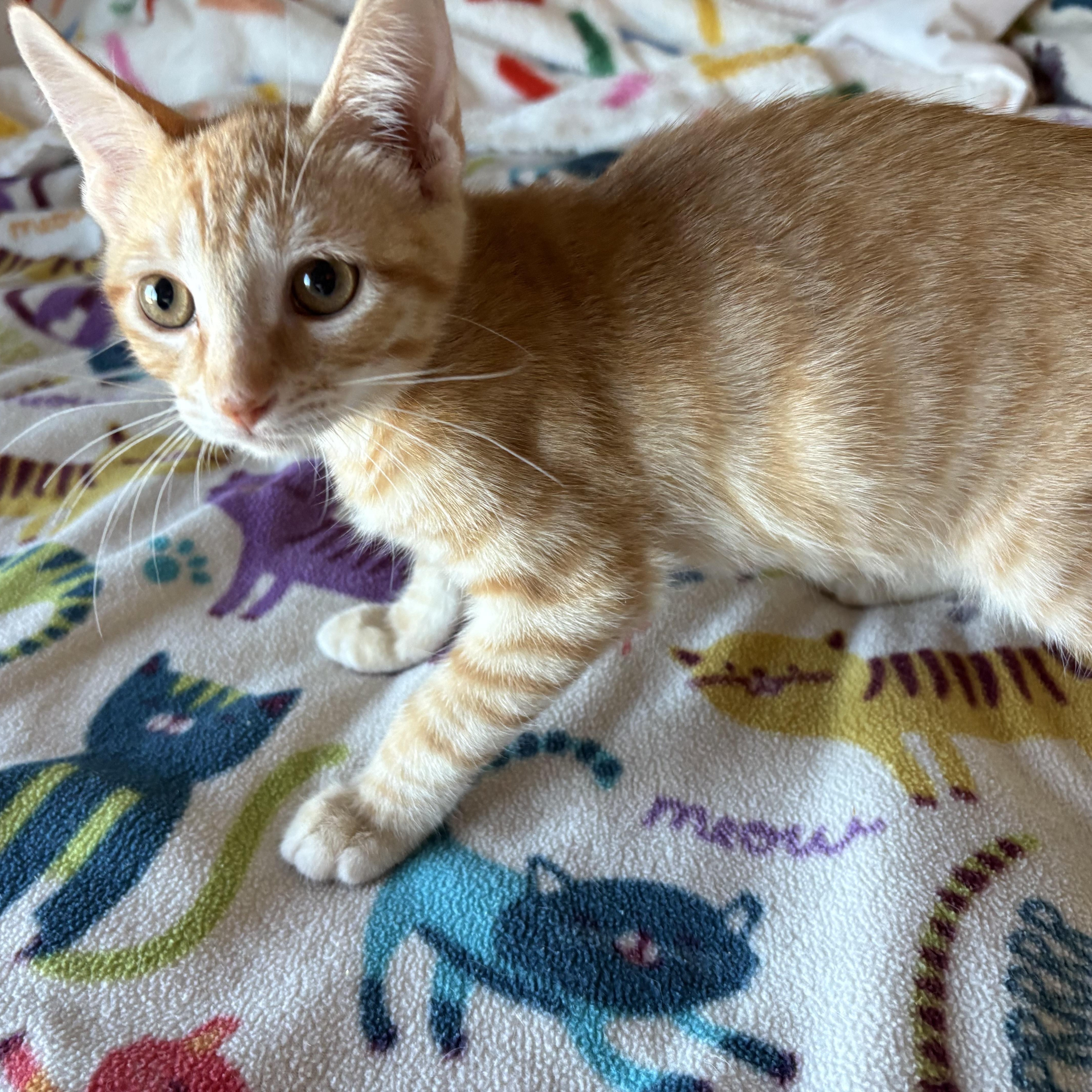 Enlarge Mini Fry, a ADOPTABLE Domestic Short Hair in SCOTTSDALE, AZ image 3/4
