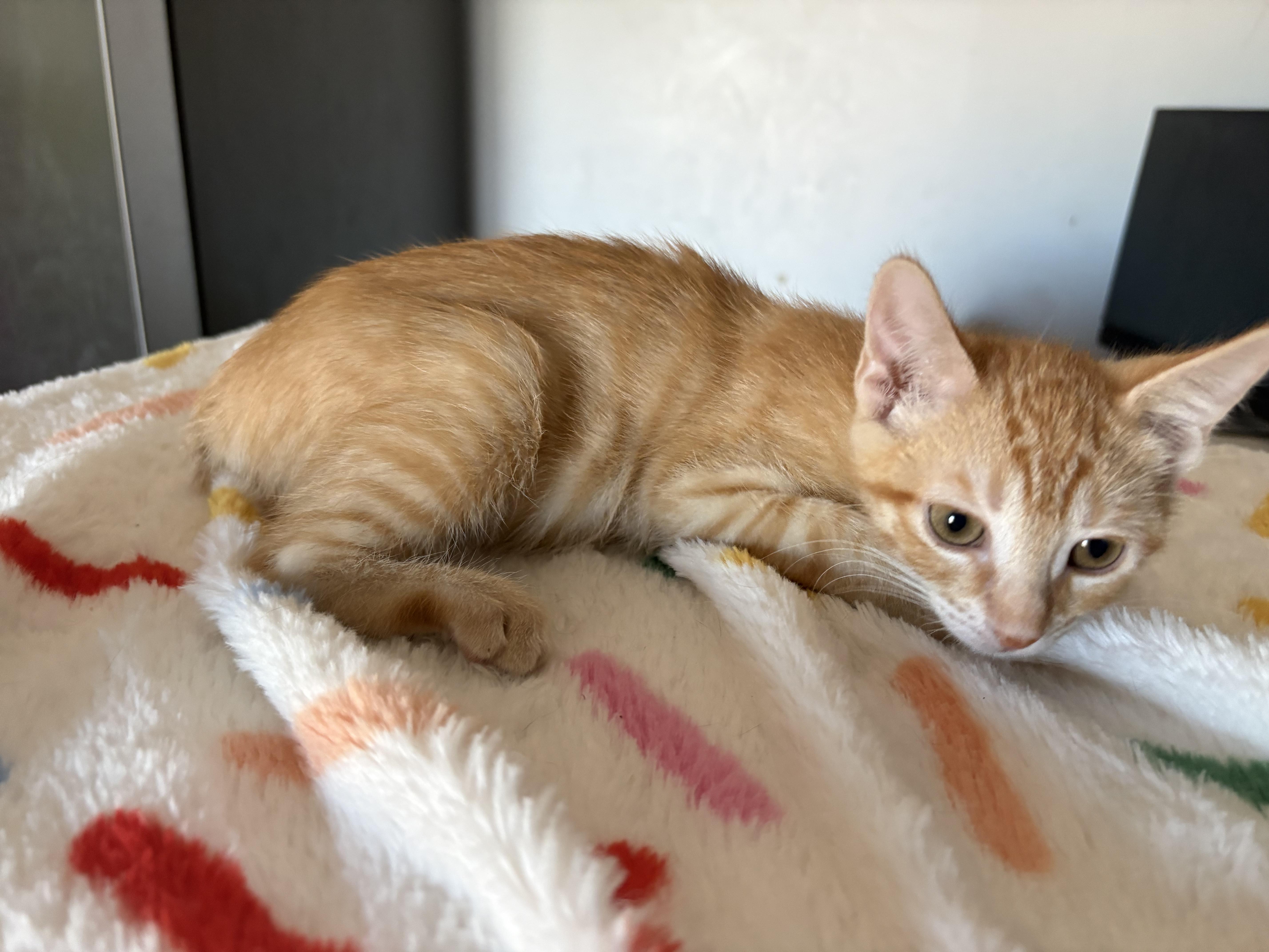 Enlarge Mini Fry, a ADOPTABLE Domestic Short Hair in SCOTTSDALE, AZ image 2/4