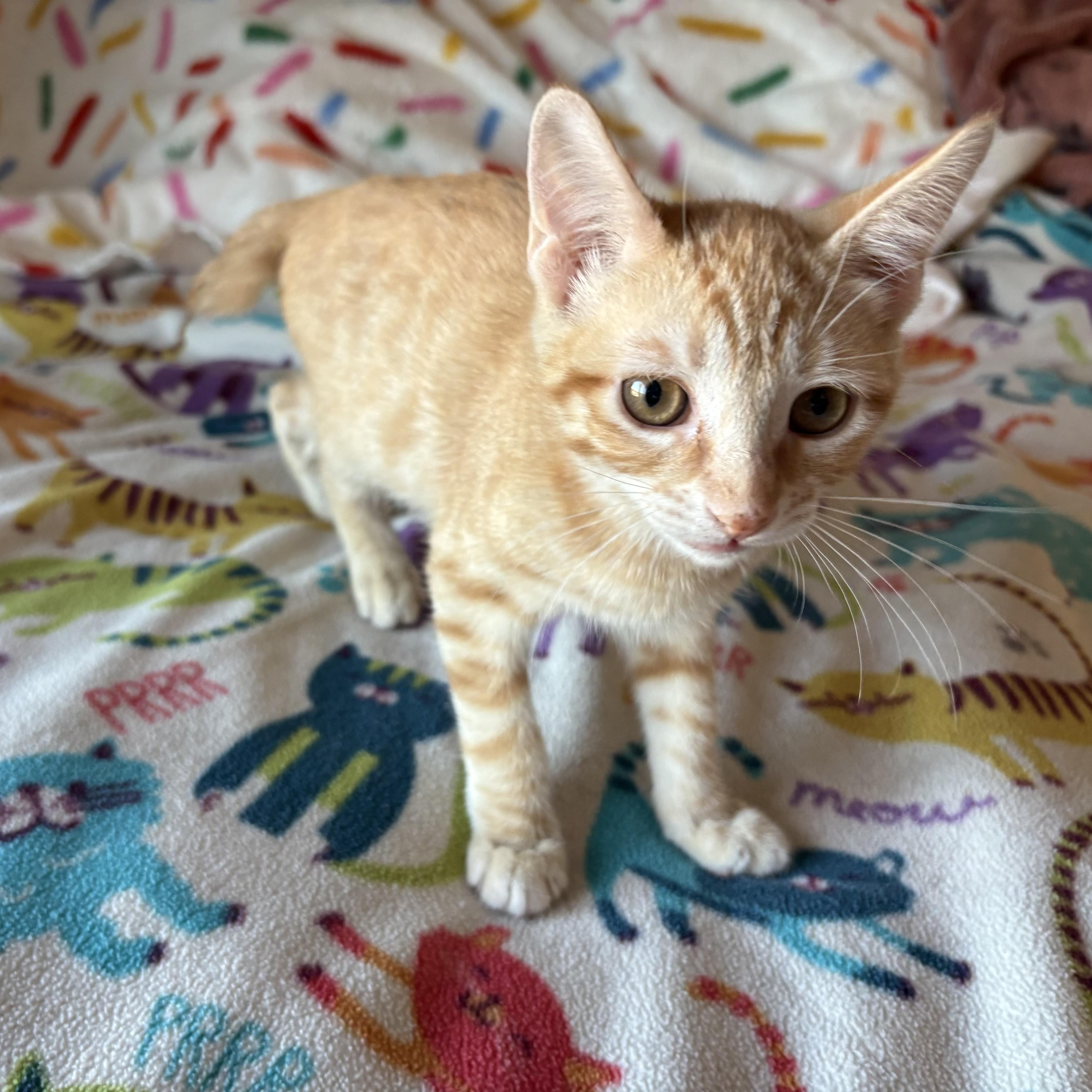 Enlarge Mini Fry, a ADOPTABLE Domestic Short Hair in SCOTTSDALE, AZ image 1/4