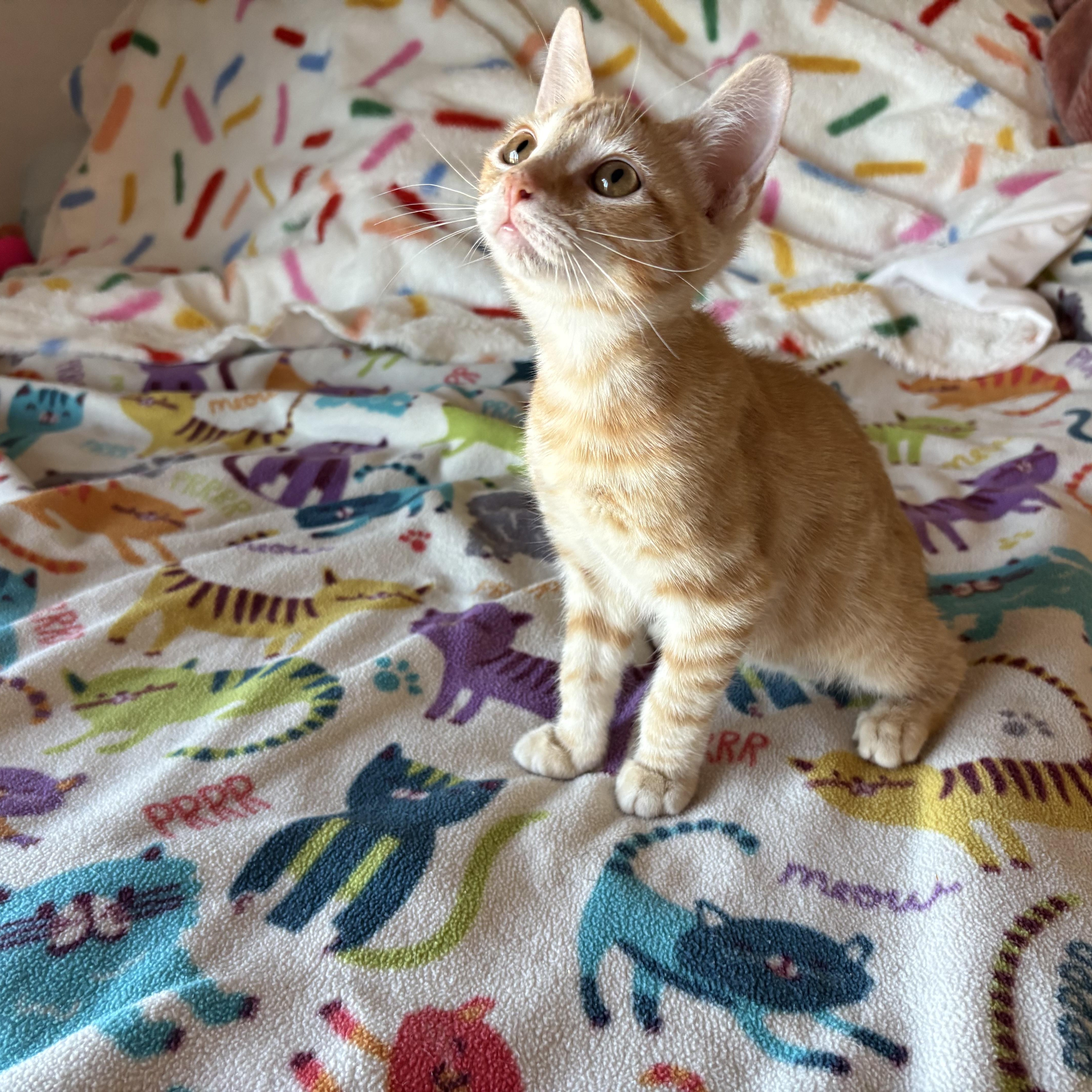 Enlarge Mini Fry, a ADOPTABLE Domestic Short Hair in SCOTTSDALE, AZ image 4/4