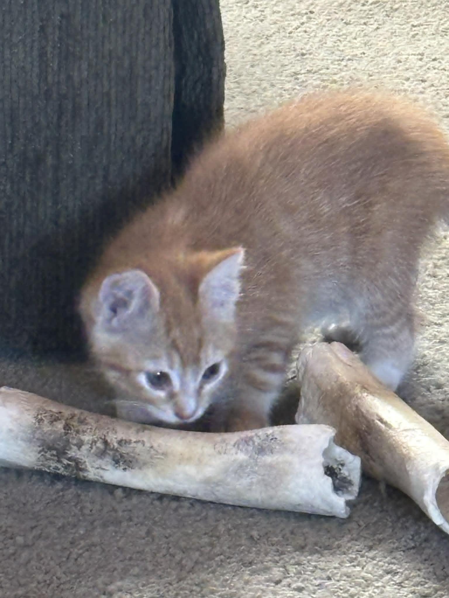 Enlarge Olivia, a ADOPTABLE Domestic Short Hair in Tehachapi, CA image 1/1