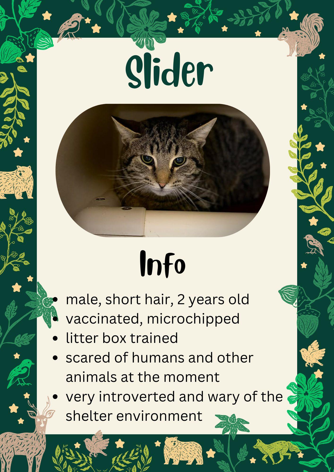 Enlarge Slider, a ADOPTABLE Domestic Short Hair in Greensburg, IN image 1/1