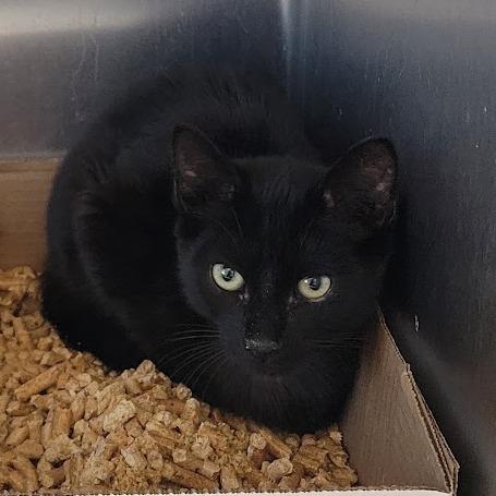 Enlarge Home Run, a Adoptable Domestic Short Hair in Westminster, CA image 1/1