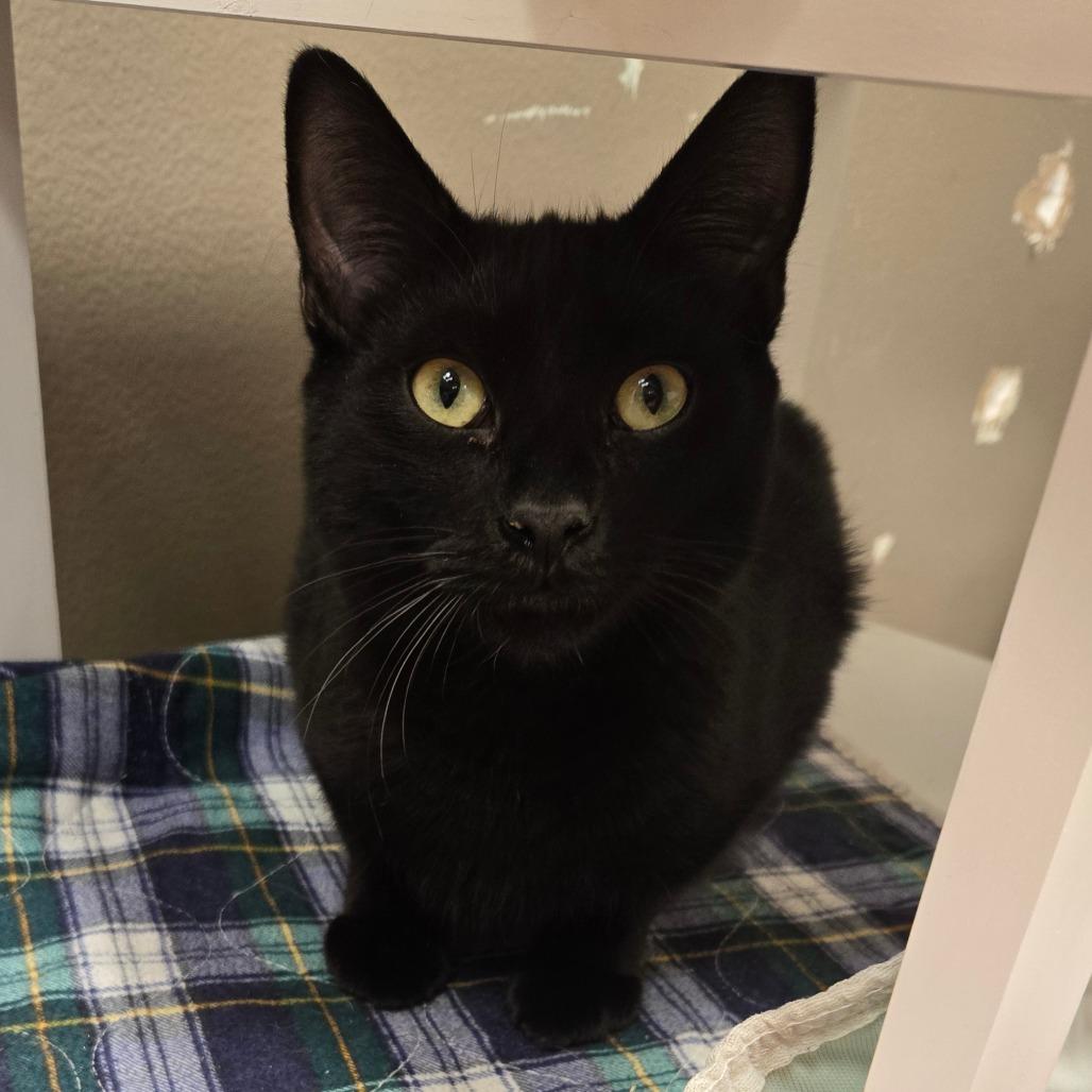 Enlarge Home Run, a Adoptable Domestic Short Hair in Westminster, CA image 2/2