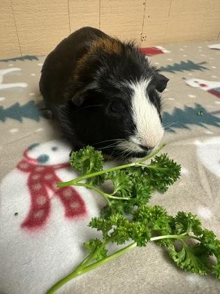 Enlarge Papa, a Adoptable mixed breed in Eugene, OR image 1/2