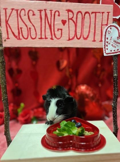 Enlarge Papa, a Adoptable mixed breed in Eugene, OR image 2/2