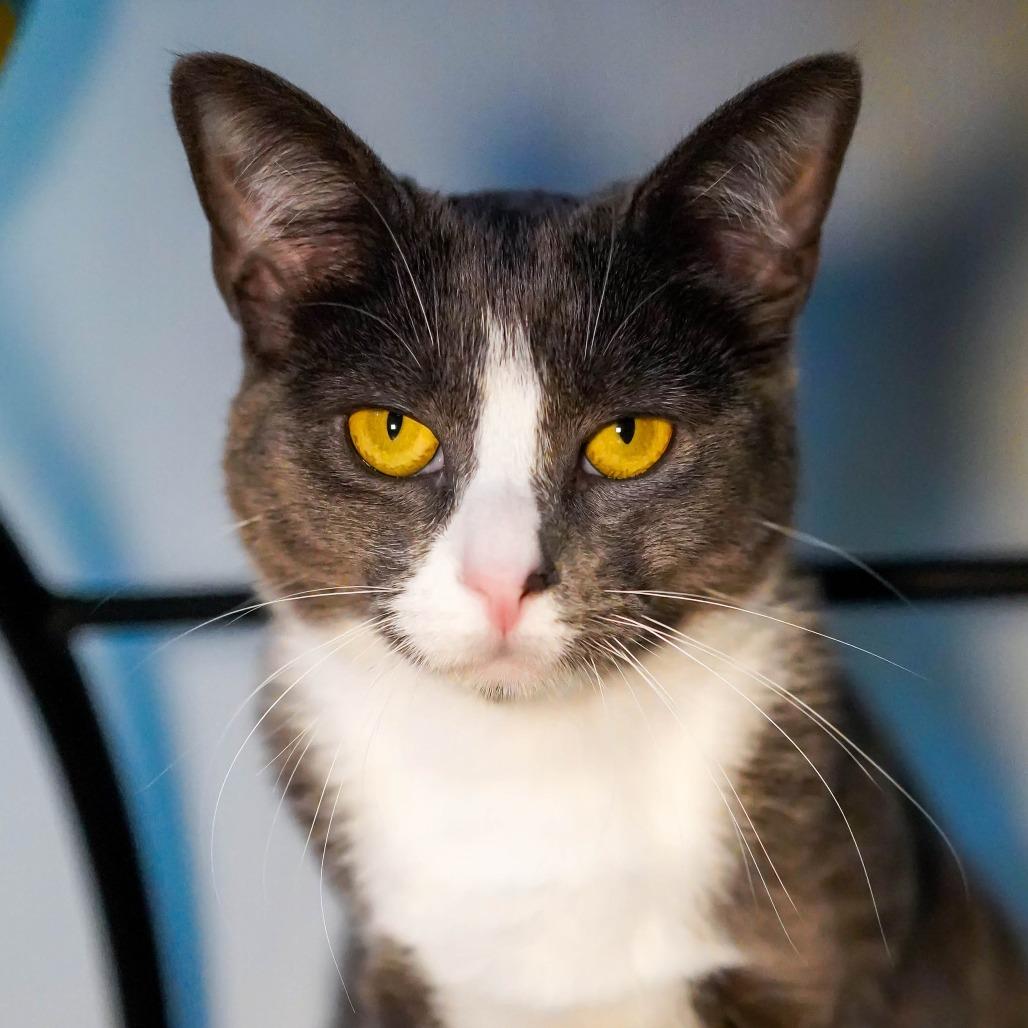 Enlarge Lucinda, a Adoptable Domestic Short Hair in Thomaston, ME image 1/4
