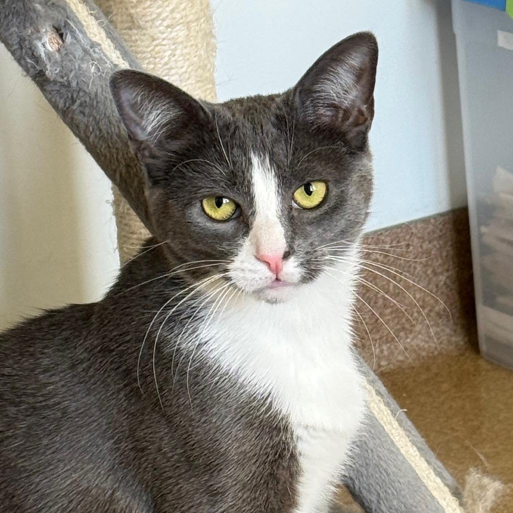 Lucinda, Adoptable, Young Female Domestic Short Hair.