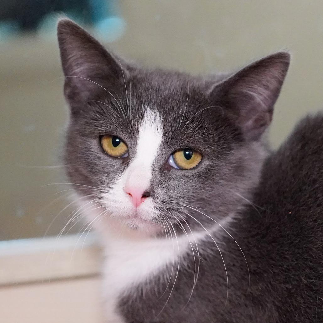 Lucinda, Adoptable, Young Female Domestic Short Hair.
