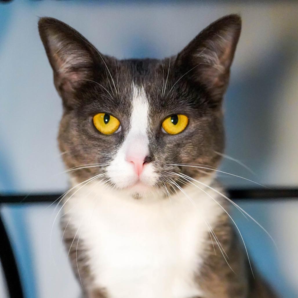 Enlarge Lucinda, a Adoptable Domestic Short Hair in Thomaston, ME image 3/4