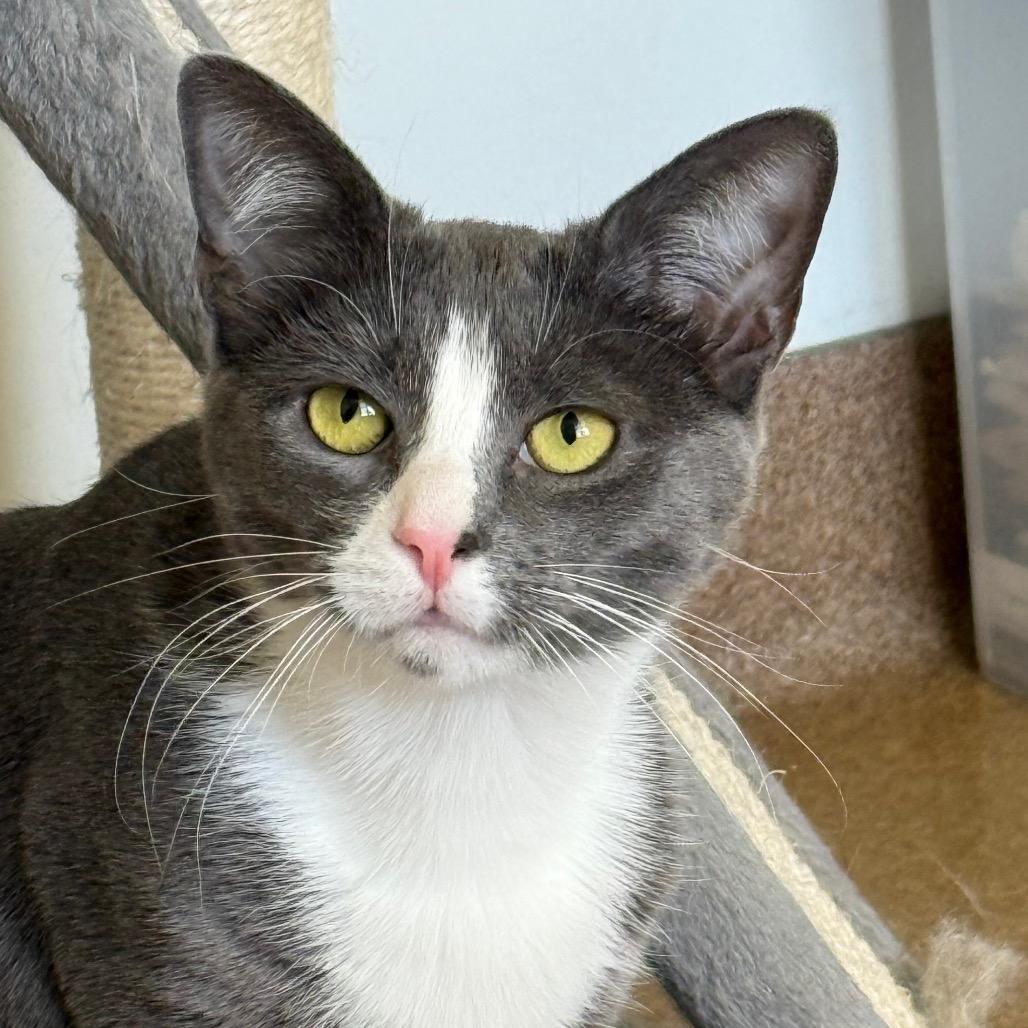 Enlarge Lucinda, a Adoptable Domestic Short Hair in Thomaston, ME image 3/4