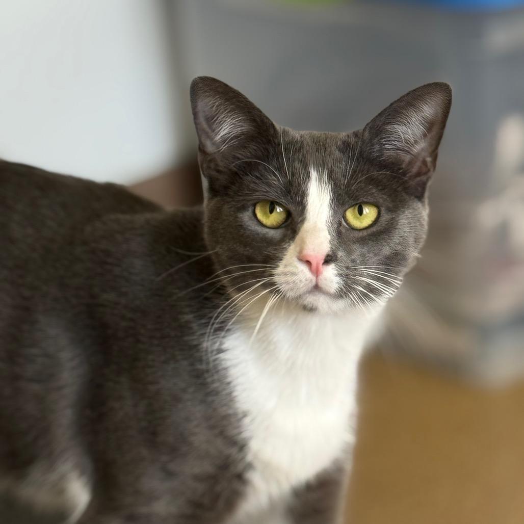Enlarge Lucinda, a Adoptable Domestic Short Hair in Thomaston, ME image 4/4