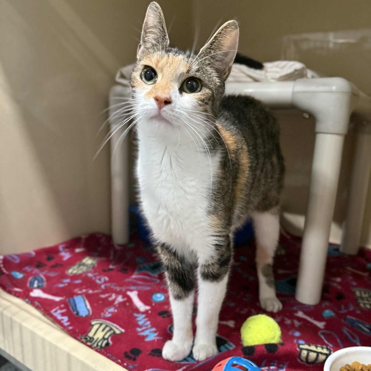 Spritz, a Adoptable mixed breed in Penn Yan, NY image 2/3