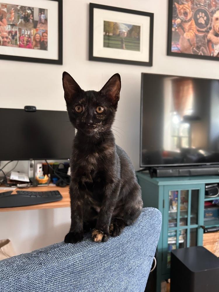 Squeaky, Adoptable, Kitten Female Domestic Short Hair.