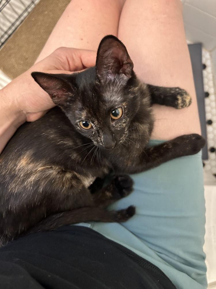 Squeaky, a Adoptable Domestic Short Hair in New York, NY image 2/5