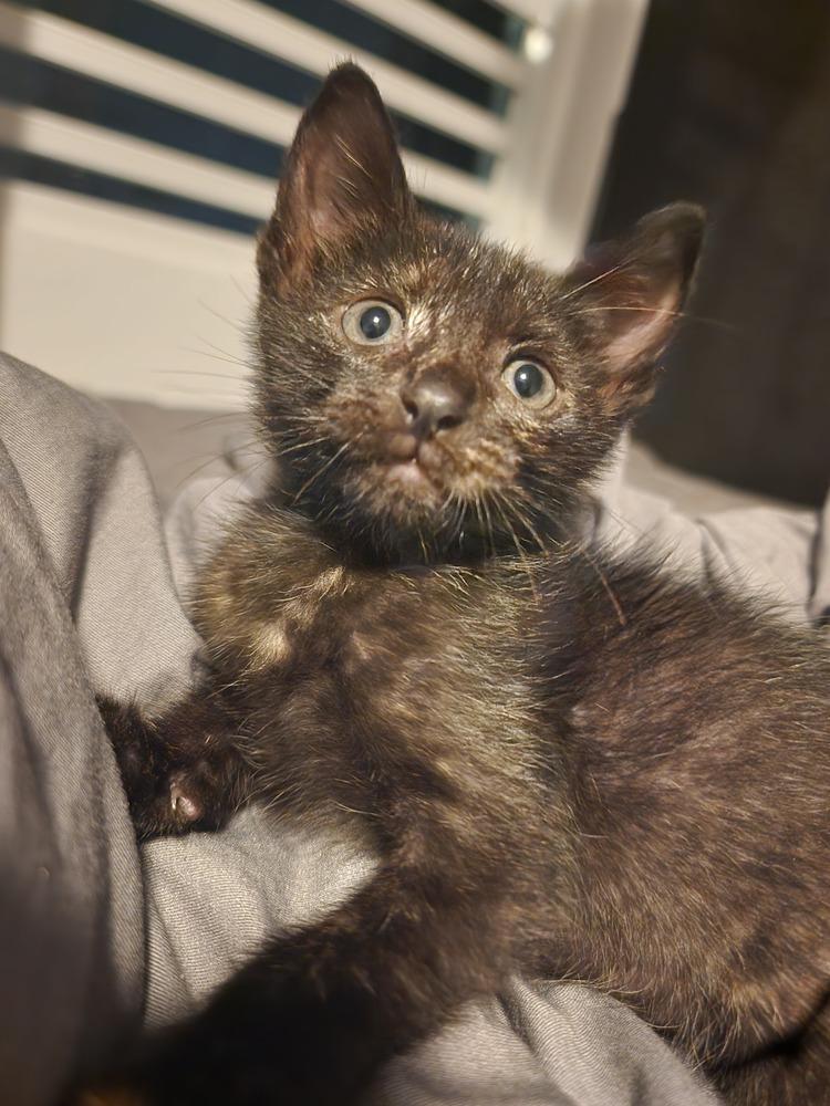 Enlarge Squeaky, a Adoptable Domestic Short Hair in New York, NY image 2/6
