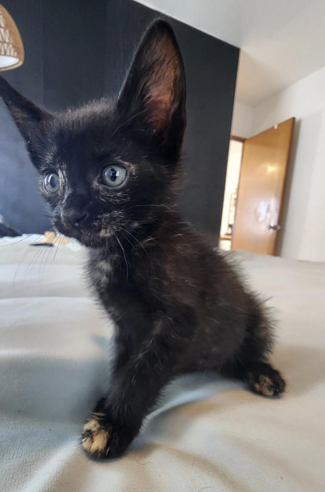 Enlarge Squeaky, a Adoptable Domestic Short Hair in New York, NY image 3/6