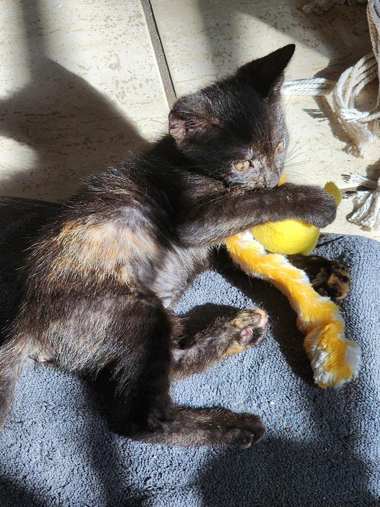 Enlarge Squeaky, a Adoptable Domestic Short Hair in New York, NY image 4/6