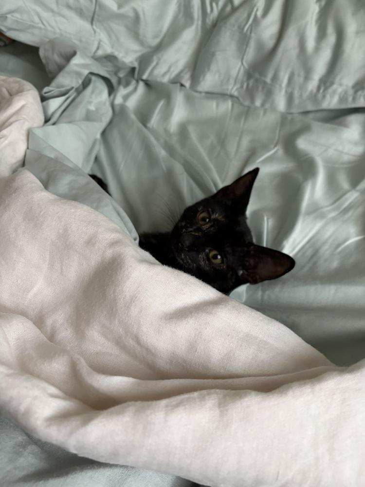 Squeaky, a Adoptable Domestic Short Hair in New York, NY image 4/5