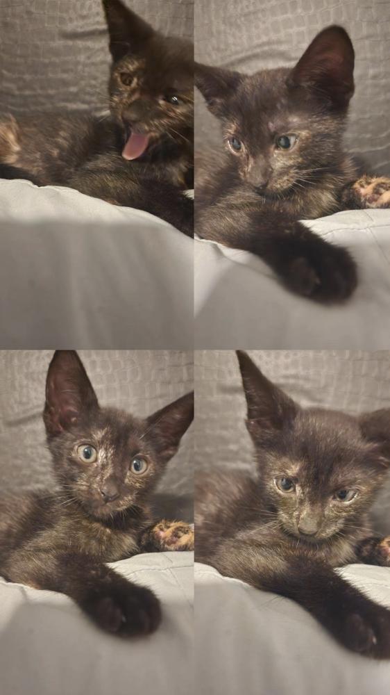 Enlarge Squeaky, a Adoptable Domestic Short Hair in New York, NY image 5/6