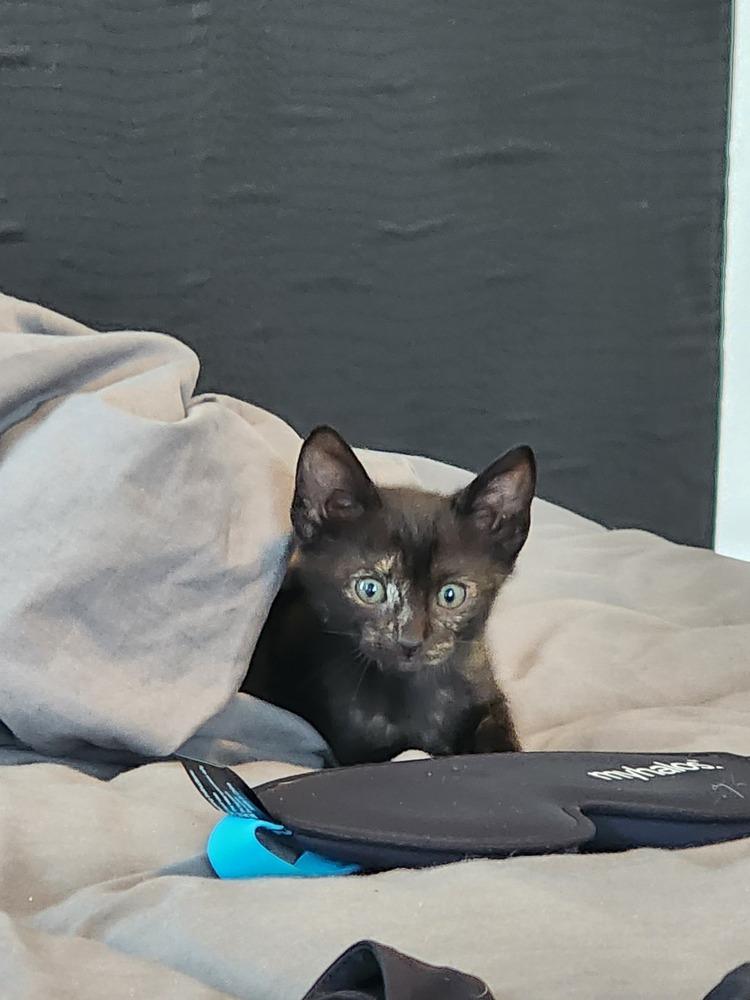 Enlarge Squeaky, a Adoptable Domestic Short Hair in New York, NY image 6/6