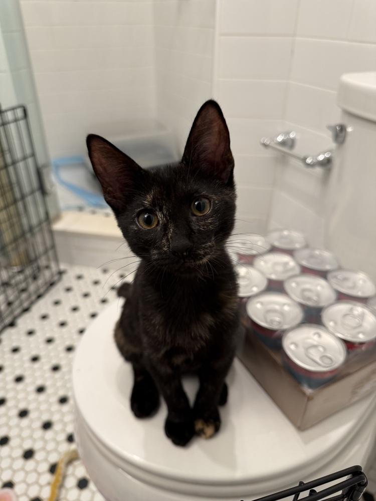 Squeaky, a Adoptable Domestic Short Hair in New York, NY image 5/5