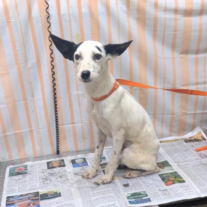 Enlarge Moo Moo, a Adopted mixed breed in Melbourne, KY image 1/1