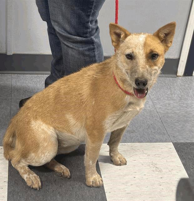 Enlarge Nessie, a Adoptable Australian Cattle Dog / Blue Heeler in Salt Lake City, UT image 6/6